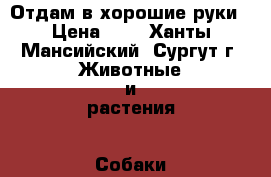 Отдам в хорошие руки › Цена ­ 1 - Ханты-Мансийский, Сургут г. Животные и растения » Собаки   . Ханты-Мансийский,Сургут г.